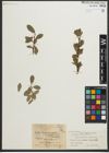 Foto von Salix myrsinites L. x Salix phylicifolia L.